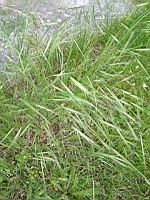 Brome des toits - Bromus tectorum  (prise a Lens)(4)